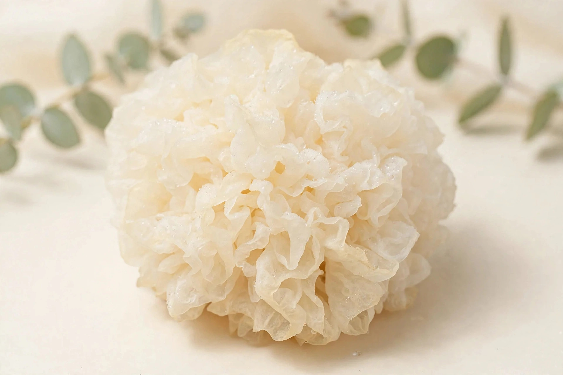 Translucent white tremella snow mushroom